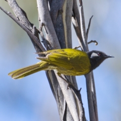 Nesoptilotis leucotis (White-eared Honeyeater) at Cotter River, ACT - 15 Nov 2019 by Marthijn