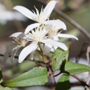 Clematis aristata at Tennent, ACT - 16 Nov 2019 09:37 AM