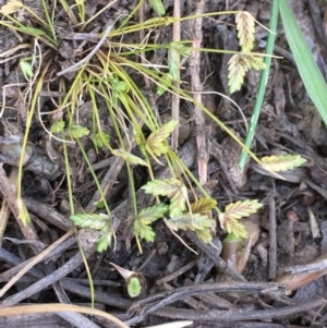 Isolepis levynsiana at Watson, ACT - 16 Nov 2019