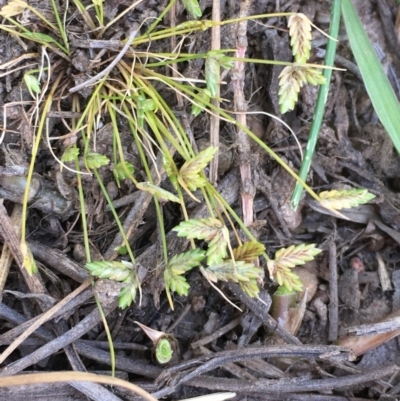 Isolepis levynsiana (Tiny Flat-sedge) at Watson Woodlands - 16 Nov 2019 by JaneR