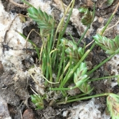 Isolepis levynsiana (Tiny Flat-sedge) at Watson Woodlands - 16 Nov 2019 by JaneR