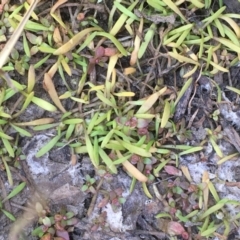 Glossostigma cleistanthum at Watson Woodlands - 16 Nov 2019 by JaneR