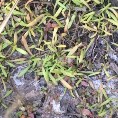 Glossostigma cleistanthum at Watson, ACT - 16 Nov 2019 by JaneR