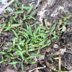 Glossostigma cleistanthum at Watson, ACT - 16 Nov 2019