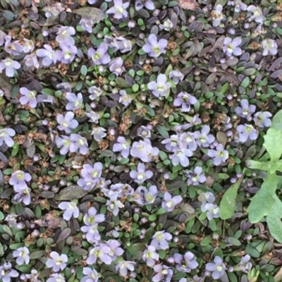 Glossostigma diandrum (Spoon-leaf Mud-mat) at Watson, ACT - 16 Nov 2019 by JaneR