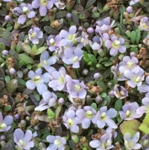 Glossostigma diandrum at Watson, ACT - 16 Nov 2019