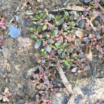 Elatine gratioloides (Waterwort) at Watson, ACT - 16 Nov 2019 by JaneR