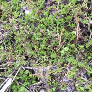 Crassula helmsii at Watson, ACT - 16 Nov 2019 11:34 AM