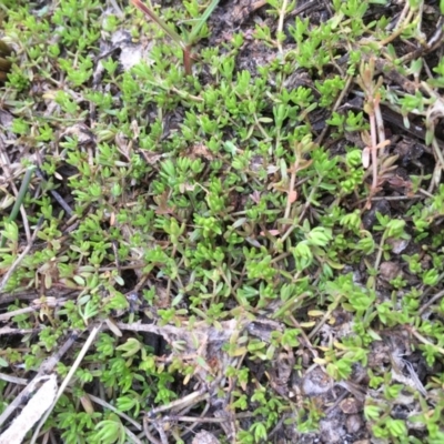 Crassula helmsii (Swamp Stonecrop) at Watson, ACT - 16 Nov 2019 by JaneR