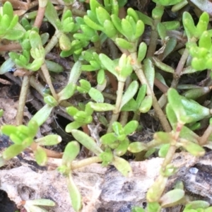 Crassula helmsii at Watson, ACT - 16 Nov 2019 11:34 AM