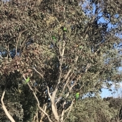 Polytelis swainsonii (Superb Parrot) at Dunlop, ACT - 7 Nov 2019 by annamacdonald