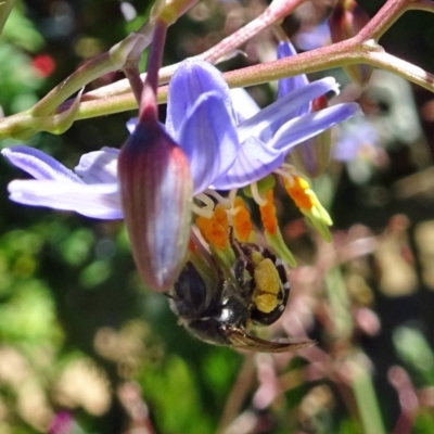 Lipotriches (Austronomia) phanerura (Halictid Bee) at Isaacs, ACT - 16 Nov 2019 by galah681