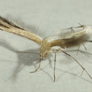 Megalorhipida leucodactyla at Kambah, ACT - 15 Nov 2019 11:19 PM