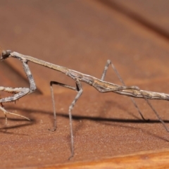 Unidentified Praying mantis (Mantodea) at Evatt, ACT - 15 Nov 2019 by TimL