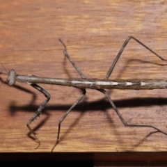 Mantidae (family) adult or nymph at Evatt, ACT - 15 Nov 2019 03:02 PM