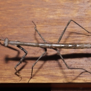 Mantidae (family) adult or nymph at Evatt, ACT - 15 Nov 2019 03:02 PM