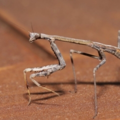 Mantidae (family) adult or nymph at Evatt, ACT - 15 Nov 2019 03:02 PM