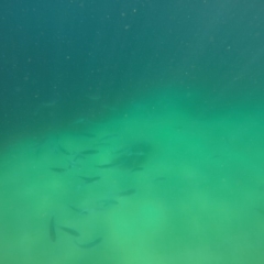 Arripis trutta at Wallagoot, NSW - 27 Oct 2019 by Harrison