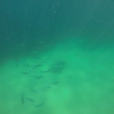 Unidentified Shark / Ray at Wallagoot, NSW - 27 Oct 2019 by Harrison