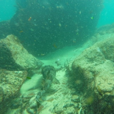 Orectolobus halei (Gulf Wobbegong) at Wallagoot, NSW - 27 Oct 2019 by Harrison