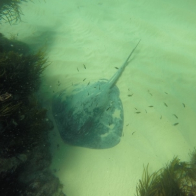 Dasyatis thetidis at Wallagoot, NSW - 27 Oct 2019 by Harrison