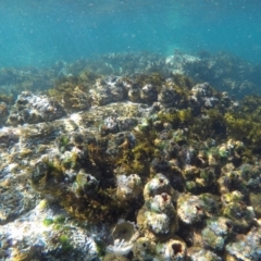 Pyura stolonifera (Cunjevoi) at Wallagoot, NSW - 28 Oct 2019 by Harrison