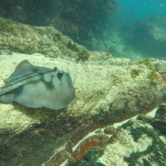 Urolophus kapalensis (Kapala stingaree) at Wallagoot, NSW - 27 Oct 2019 by Harrison