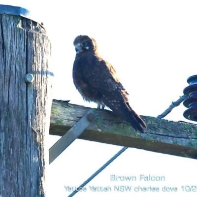 Falco berigora (Brown Falcon) at Yatte Yattah, NSW - 20 Oct 2019 by Charles Dove