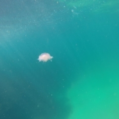 Unidentified Jellyfish or Hydroid  at Wallagoot, NSW - 28 Oct 2019 by Harrison