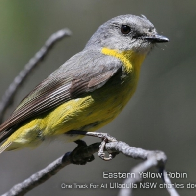 Eopsaltria australis (Eastern Yellow Robin) at Ulladulla, NSW - 20 Oct 2019 by Charles Dove