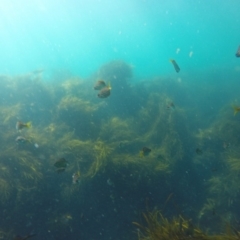 Atypichthys strigatus (Mado) at Wallagoot, NSW - 28 Oct 2019 by Harrison