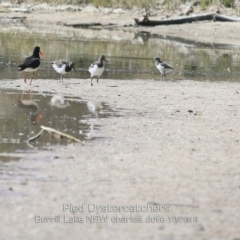 Haematopus longirostris (Australian Pied Oystercatcher) at Woodburn, NSW - 21 Oct 2019 by CharlesDove