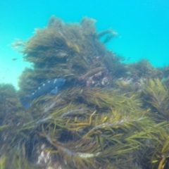 Notolabrus fucicola (Purple Wrasse) at Wallagoot, NSW - 27 Oct 2019 by Harrison