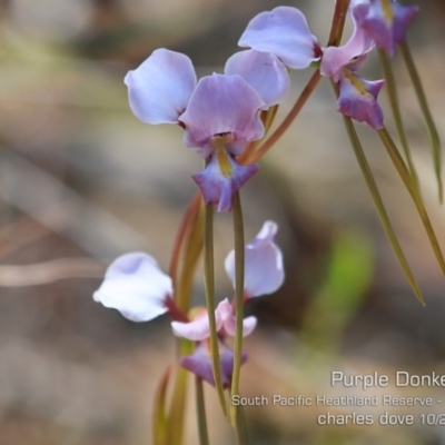 Diuris punctata var. punctata (Purple Donkey Orchid) at Ulladulla, NSW - 21 Oct 2019 by Charles Dove