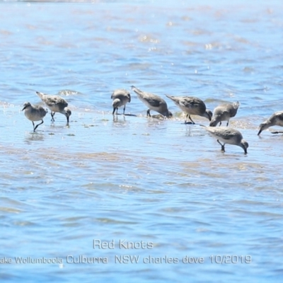 Calidris canutus (Red Knot) at Kinghorne, NSW - 20 Oct 2019 by Charles Dove