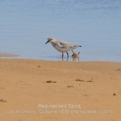 Calidris ruficollis (Red-necked Stint) at Culburra Beach, NSW - 20 Oct 2019 by Charles Dove