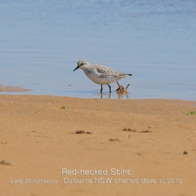 Calidris ruficollis (Red-necked Stint) at Culburra Beach, NSW - 20 Oct 2019 by Charles Dove
