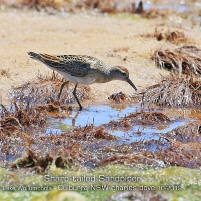 Calidris acuminata (Sharp-tailed Sandpiper) at Culburra Beach, NSW - 21 Oct 2019 by CharlesDove