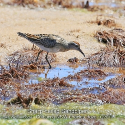 Calidris acuminata (Sharp-tailed Sandpiper) at Culburra Beach, NSW - 20 Oct 2019 by Charles Dove