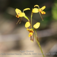 Diuris sulphurea (Tiger Orchid) at Ulladulla, NSW - 21 Oct 2019 by CharlesDove