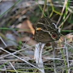 Tisiphone abeona (Varied Sword-grass Brown) at Ulladulla Reserves Bushcare - 20 Oct 2019 by Charles Dove