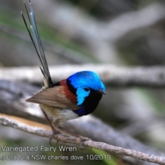 Malurus lamberti (Variegated Fairywren) at Ulladulla, NSW - 21 Oct 2019 by CharlesDove