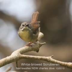 Sericornis frontalis (White-browed Scrubwren) at Garrads Reserve Narrawallee - 21 Oct 2019 by CharlesDove