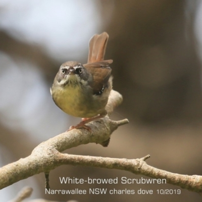 Sericornis frontalis (White-browed Scrubwren) at Garrads Reserve Narrawallee - 20 Oct 2019 by CharlesDove