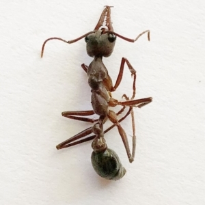 Myrmecia sp. (genus) at Garran, ACT - 15 Nov 2019