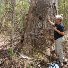 Unverified Gum Tree at Yadboro, NSW - 16 Nov 2019 by nickhopkins