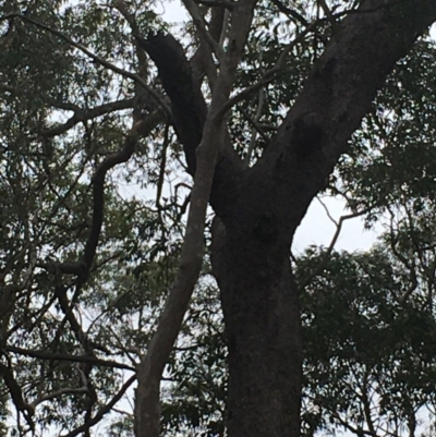 Native tree with hollow(s) (Native tree with hollow(s)) at Currowan, NSW - 15 Nov 2019 by nickhopkins