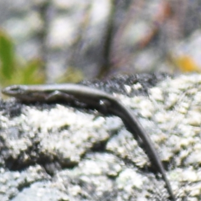 Liopholis montana (Mountain Skink, Tan-backed Skink) at Cotter River, ACT - 16 Nov 2019 by BrianHerps