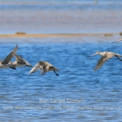 Limosa lapponica (Bar-tailed Godwit) at Culburra Beach, NSW - 3 Oct 2019 by CharlesDove