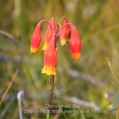 Blandfordia nobilis (Christmas Bells) at Meroo National Park - 28 Sep 2019 by Charles Dove
